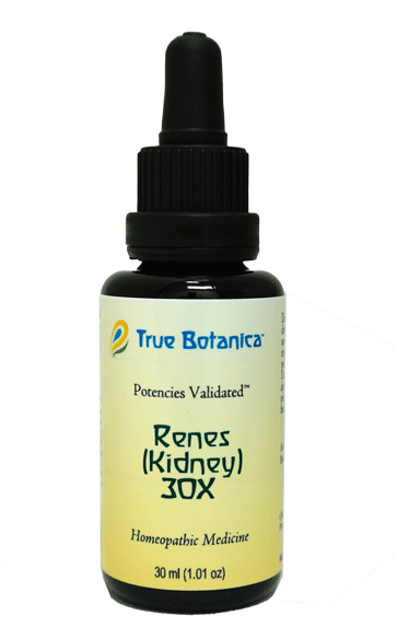 Renes (Kidney) 30X