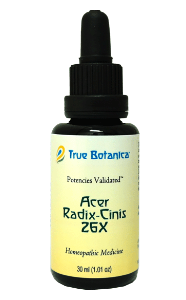 Acer Radix-Cinis 26X