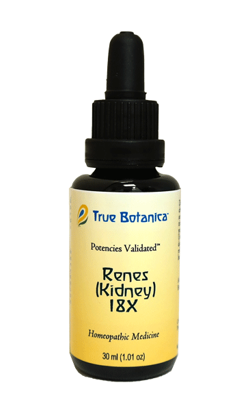 Renes (Kidney) 18X