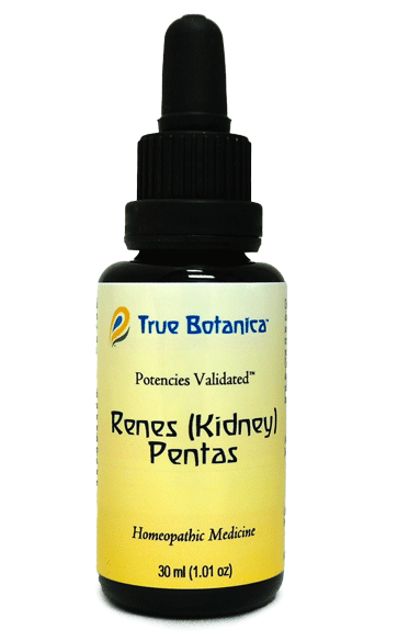 Renes (Kidney) Pentas by True Botanica