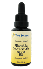 Glandula Suprarenalis (Adrenal) 6X