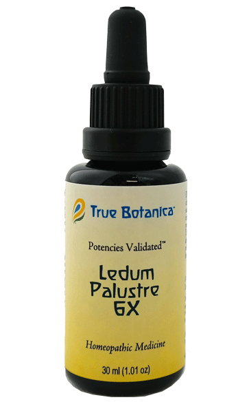 Ledum Palustre 6X homeopathic medicine by True Botanica