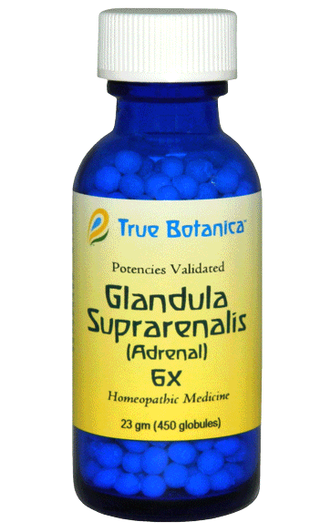 Glandula Suprarenalis (Adrenal) 6X