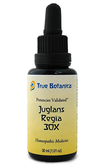 Juglans Regia 30X